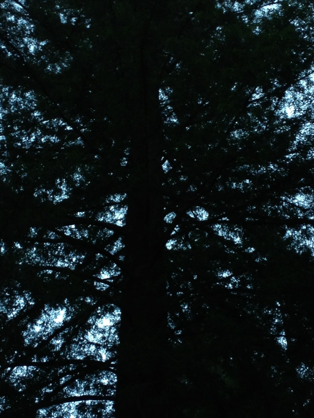 Redwood evening